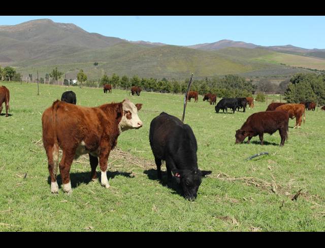 118HA FARM FOR SALE IN GREYTON
